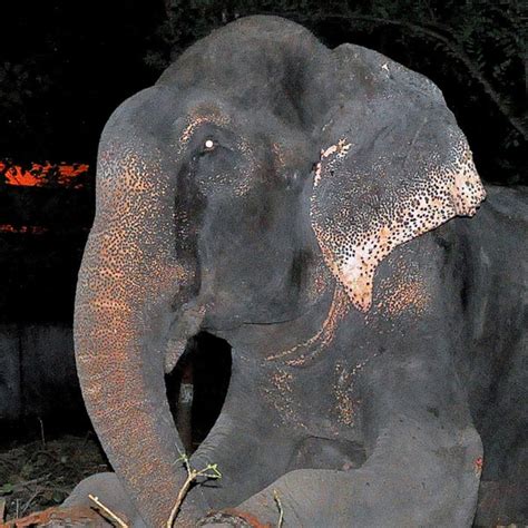 Elephant Cries Tears Of Joy After Being Rescued From 50 Years Of