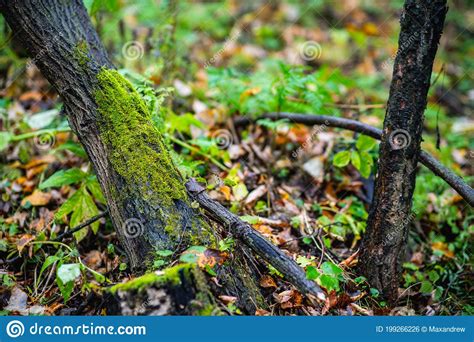 Moss On The Old Tree In Emerald Green Forest Stock Photo Image Of