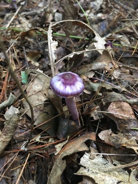 Purple And White Mushroom Identifying Mushrooms Wild Mushroom Hunting