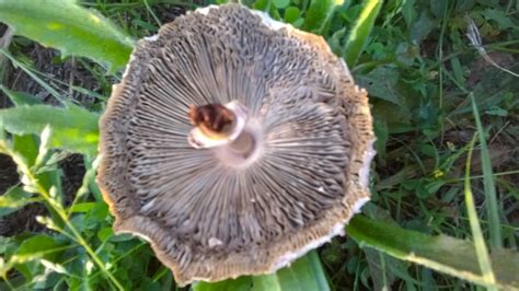 Mushrooms Found Growing On Lawn In Central Texas Mushroom Hunting And