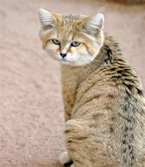 Arabian Sand Cat International Society For Endangered Cats Isec Canada