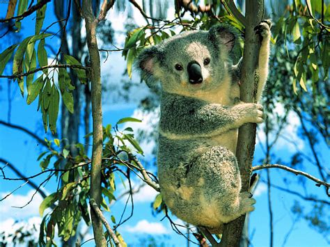 Cool Hd Animal Koala Wallpaper Download Wallpapers Page