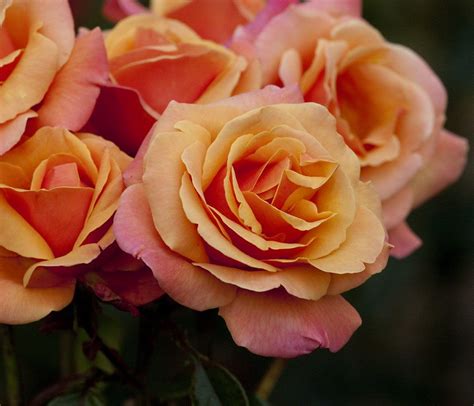 The Long Stem Rose Bush: What Are Long Stemmed Roses?