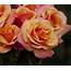 The Long Stem Rose Bush What Are Stemmed Roses