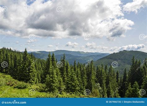 Mountain Summer Landscape Green Grass Valley Pine Trees Forest On