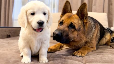 German Shepherd Meets Golden Retriever Puppy For The First Time Youtube