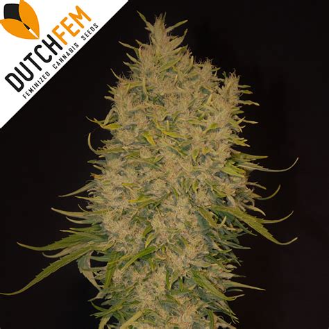 Buy Critical Xl Feminized Cannabis Seeds Online From Dutchfem