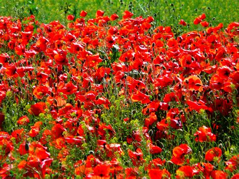 Poppies Red Flowers Wallpapers Hd Desktop And Mobile Backgrounds