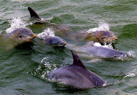 Dolphin Pod Photograph By Joseph Gillette Pixels