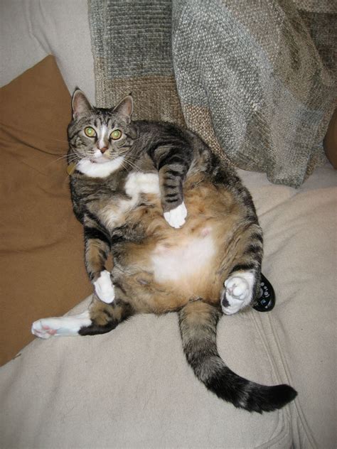 Fat Cat 