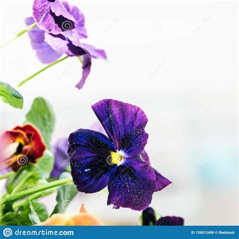 Macro Shot Of Viola Flowers Stock Photo Image Of
