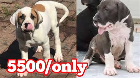 Pups will have muscle, heads, structure, temperament, color, etc. Bully kutta puppies for sale in low price - YouTube