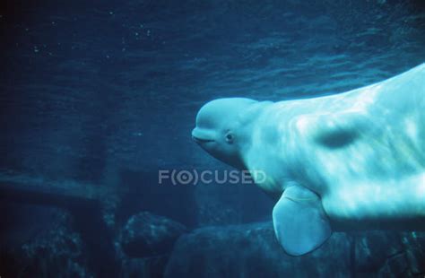 Beluga Whale Swimming Underwater In Vancouver Aquarium British