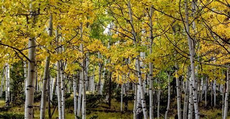 Birch Forest In Autumn Hd Wallpaper Background Image 3000x1569