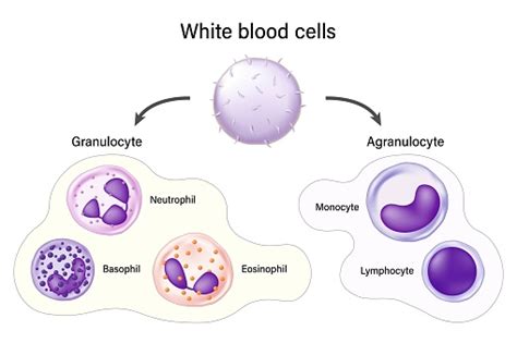 White Blood Cells Granulocyte And Agranulocyte Basophil Neutrophil