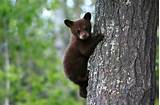 Images of Bear Cub Climbing Tree