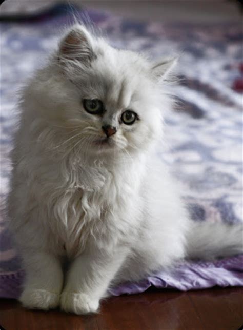 Chinchilla Persian Cat Biological Science Picture Directory
