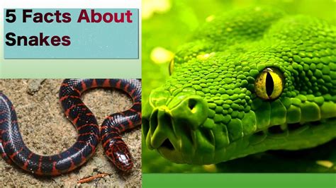Even if you're a zoology expert, this list might just surprise you. 5 Facts About Snakes, For Kids - YouTube