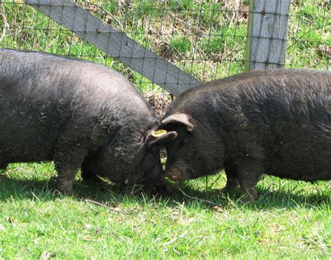Cascade Meadows Farm Guinea Hogs