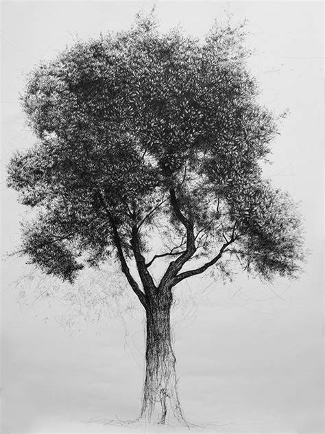 How To Draw A Tree In Pen And Ink Improve Drawing