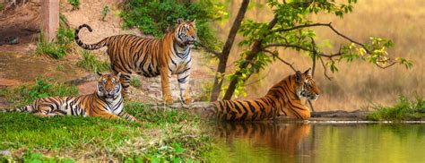6 Top Reasons To Visit Wildlife Sanctuaries On Your Next Vacation