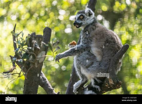 Ring Tailed Lemur Lemur Catta Eating Fruit In Captivity At A Zoo