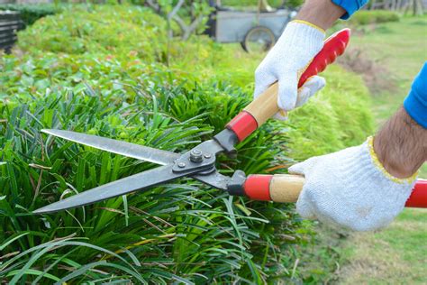 7 Essential Yard Care Tools Every Home Should Have Urban Farm Online