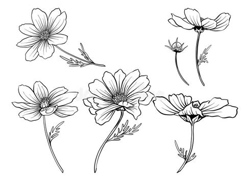 Cosmos Flower Vector At Collection Of Cosmos Flower