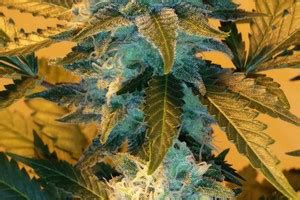 Learn more about critical mass effects, flavors, and attributes. Critical Mass Strain | Marijuana Strain Reviews | AllBud