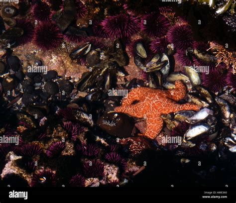 Tidepool On The Oregon Coast Showing Starfish And Sea Urchins And