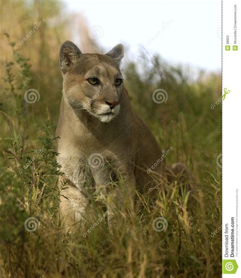 Cougar In Grass Stock Image Image Of Panther Puma Animal 88823