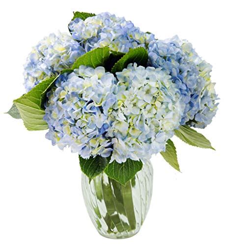 KaBloom Summer Beauty Bouquet Of 6 Blue Hydrangeas With Vase Pricepulse