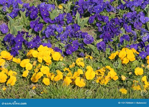 Purple Yellow Flowers Stock Photo Image Of Petals Flowers 151704664