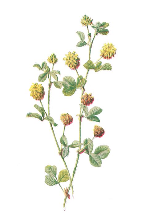 Antique Images: Free Flower Graphic: Wildflower Clip Art Hop Trefoil
