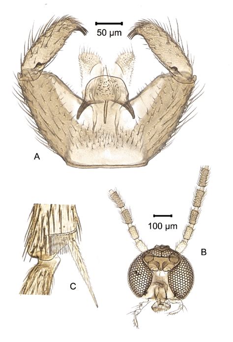 A C Bradysia Crassicornis Skuse 1890 Specimen From Barbers Point