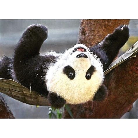 1187 Likes 6 Comments I ️ Panda Bear Pandabeargram On Instagram