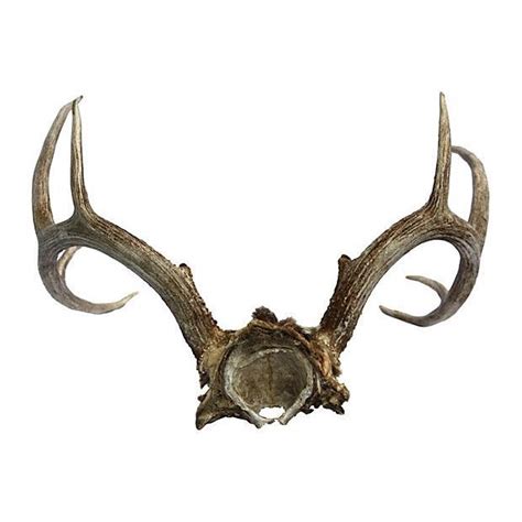 10 Point Mule Deer Antlers Chairish