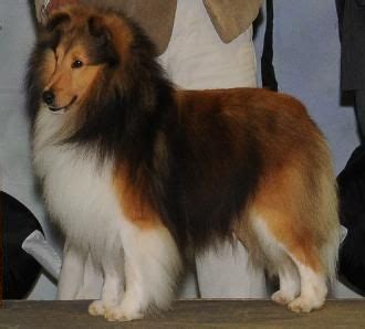 You can find sheltie puppies priced from $200 usd to $100000 usd with one of our credible breeders. AKC Sheltie Puppies For Sale Missouri Sheltie Breeders Dog ...