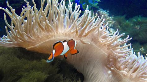 What Are Examples of Commensalism in the Ocean?