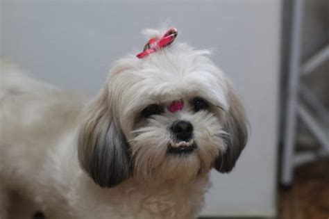 Shih Tzu Grooming Tips And Styles Canna Pet®
