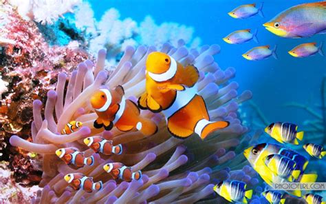 The Most Beautiful And Colorful Aquatic Sea Creatures Life Wallpaper