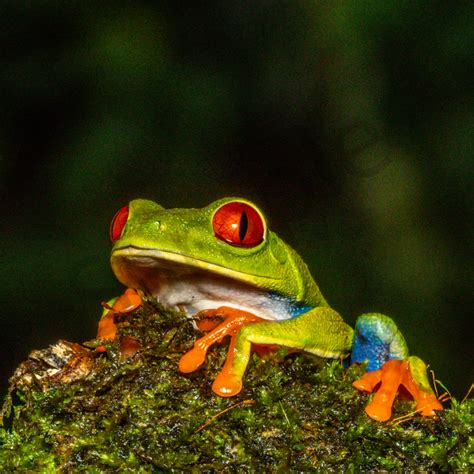 Red Eyed Tree Frog 9 Photography Art John Martell Photography