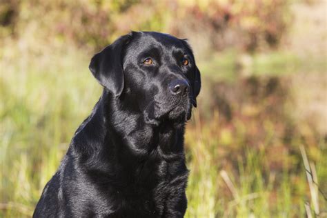 Labrador Retrievers Best Dogs Labrador Retriever Puppies
