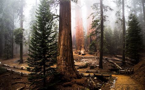 Download Wallpapers Tall Trees Old Forest Sequoia Redwood For