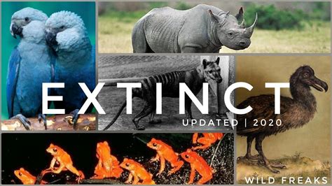 Animals That Have Gone Extinct In The Last 100 Years Youtube
