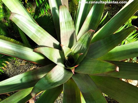 Alcantarea Imperialis Or Imperial Bromeliad Care And Growing
