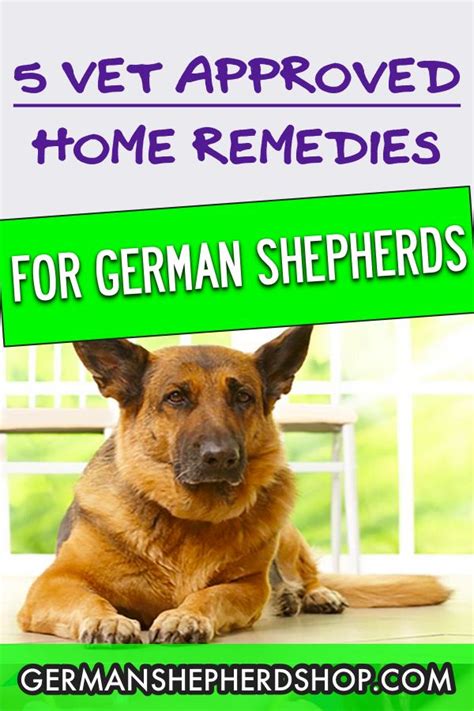 5 Vet Approved Home Remedies For German Shepherds German Shepherd
