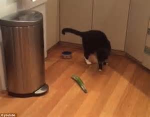 Man Tries To Scare His Cat With A Cucumber As Part Of Cruel Online
