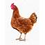 Brown Hen Isolated — Stock Photo © Olhastock 164622296