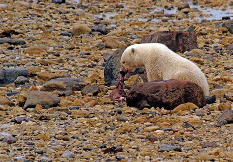 Polar Bear Eating Ringed Seal Photograph By Ted Keller Pixels